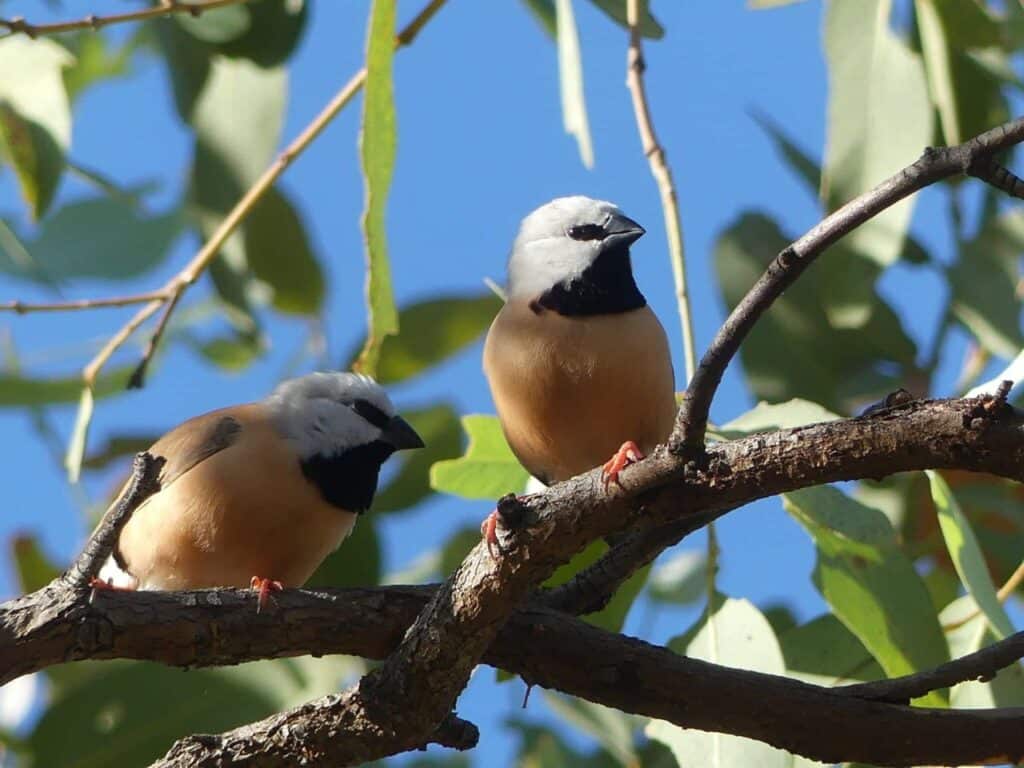 Black-throated Finch Research Program