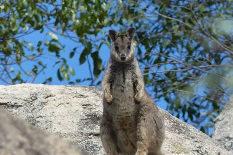 Rock Wallaby